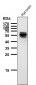 Anti-Phospho-Tau (S214) Rabbit Monoclonal Antibody